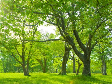 fastest growing trees in michigan.